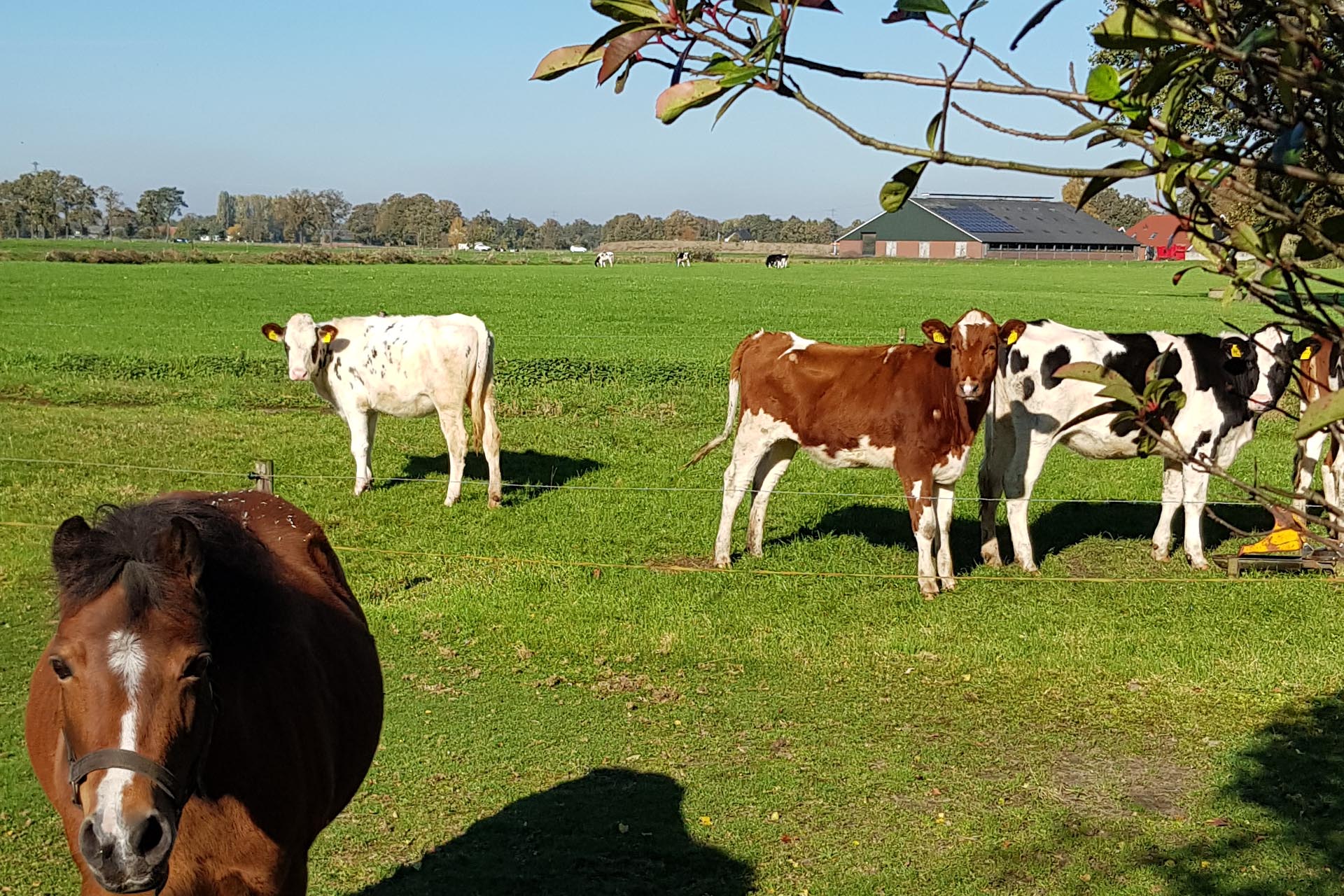 Weiland koeien en pony